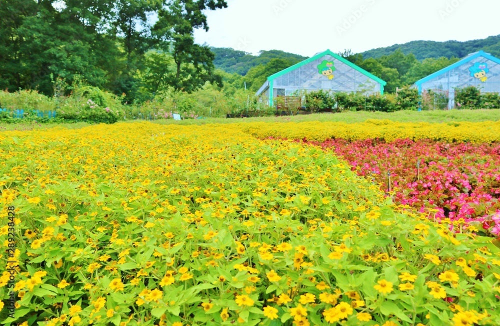 風景 夏 花壇 ハウス 山 空 日本 杤木 Stock Photo Adobe Stock