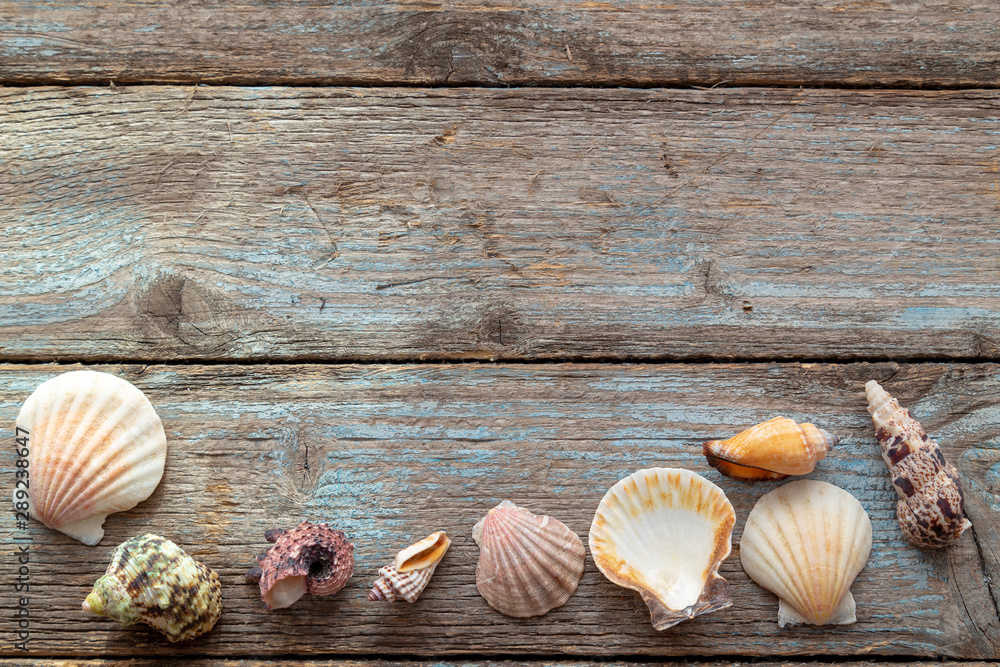 Summer Shells Blue Wood Background,free space. Sea shore vacation concept.
