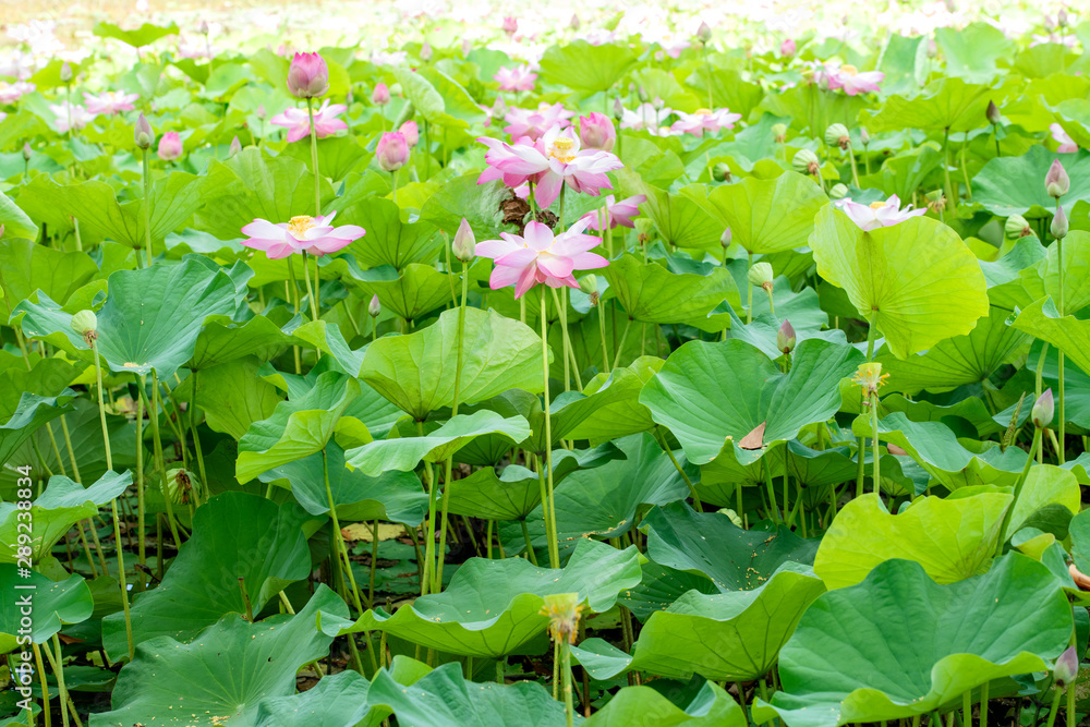Pink lotus that grows in the pond look beautiful In the morning Pink lotus that grows in the pond look beautiful In the morning