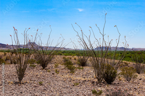 West Texas 