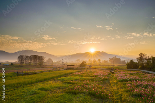 Flower fields at sunrise, Nan province