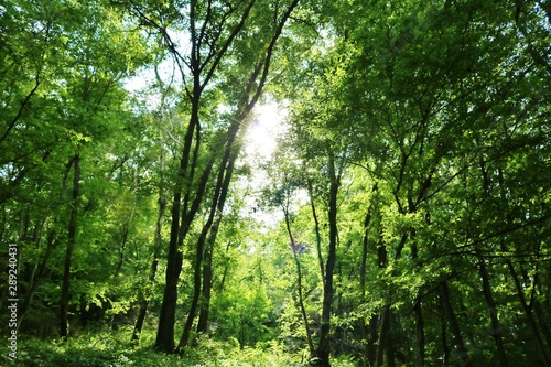 森 夏 木漏れ日 公園 杤木 日本