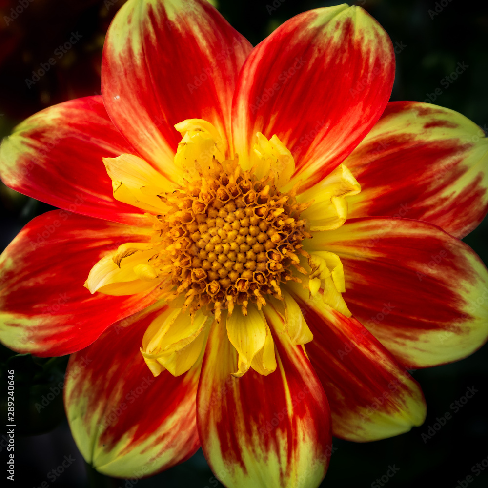 Blüte Garten-Dahlie rot gelb