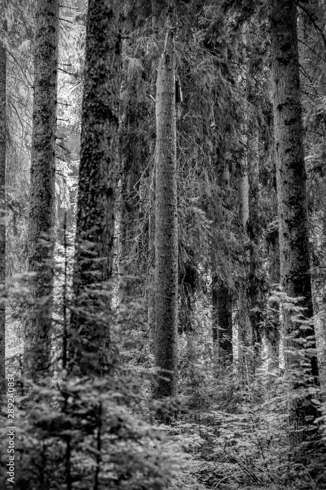 tall pines lined up in the forest tall pines lined up in the forest