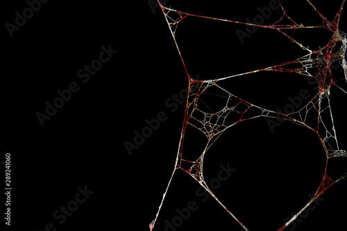 Spider web or cobweb is marked with bloodstains on black background, Bloody scary and horror