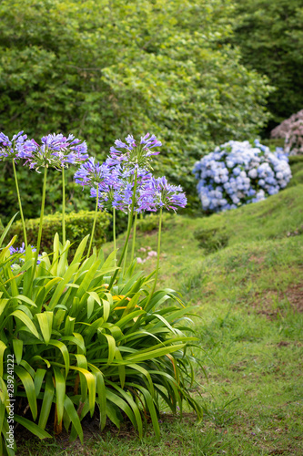 Lilies of the Nile (Agapanthus) flowers