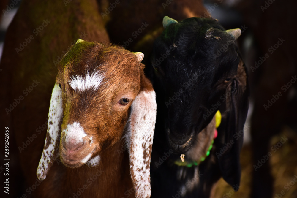 goat in farm goat in farm
