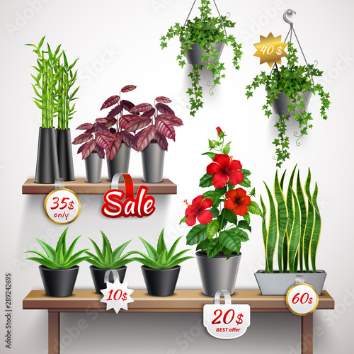 House plants shop