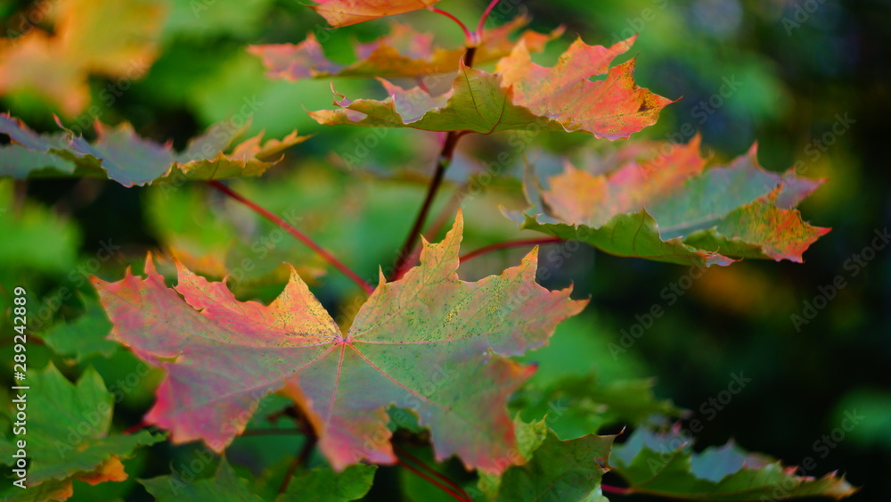 autumn background with multicolored. beautiful maple leaves yellow in city Park blurred background