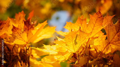 mellow autumn. beautiful maple leaves yellow golden in city Park blurred background