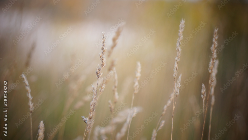 autumn background. autumn field spikes fog foreground blurred background bokeh autumn background. autumn field spikes fog foreground blurred background bokeh