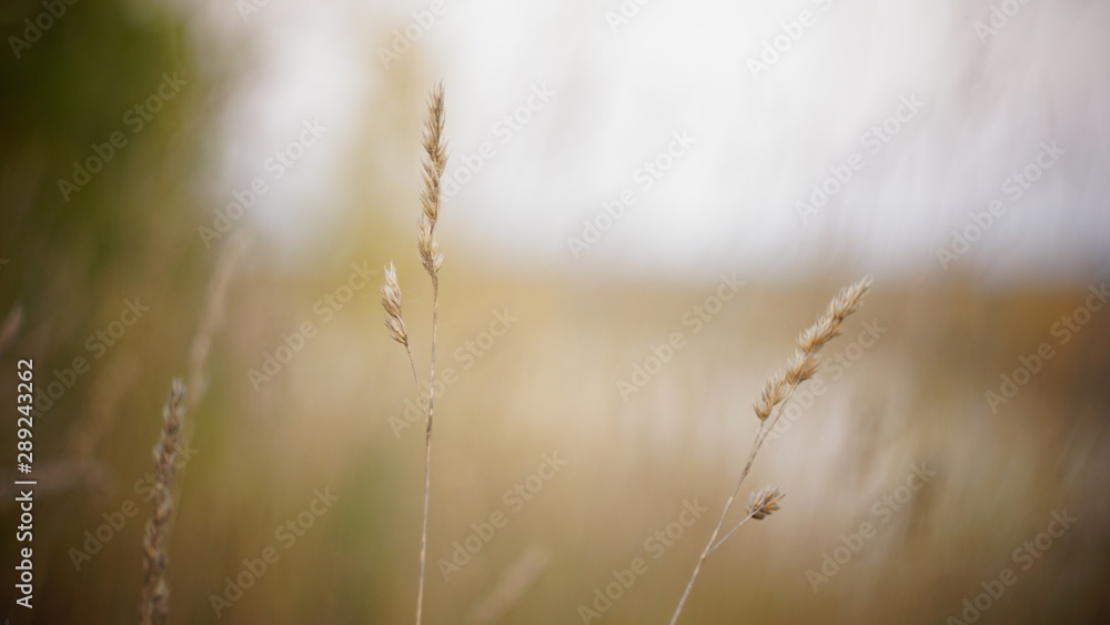 Fototapeta premium autumn background. autumn field spikes fog foreground blurred background bokeh