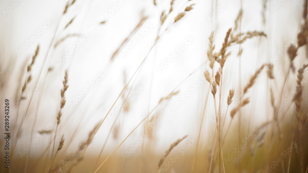 Obraz premium autumn background. autumn field spikes fog foreground blurred background bokeh