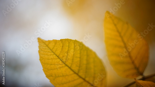 autumn colors of leaves. beautiful ash leaves yellow greenish in the city Park blurred background bokeh