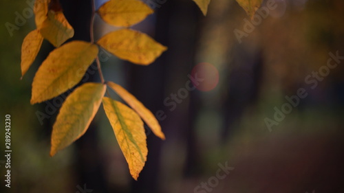 autumn colors of leaves. beautiful ash leaves yellow greenish in the city Park blurred background bokeh