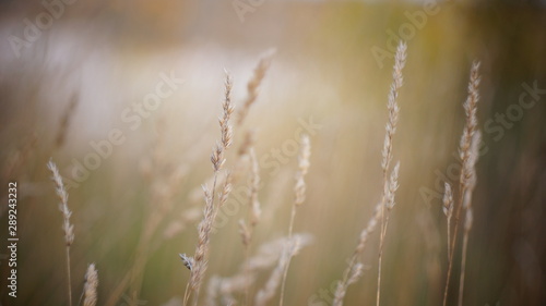 autumn background. autumn field spikes fog foreground blurred background bokeh