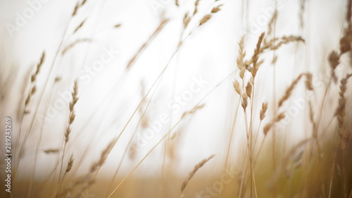 autumn background. autumn field spikes fog foreground blurred background bokeh