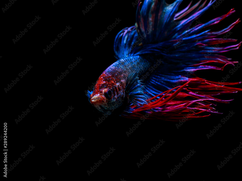 Colourful Betta fish,Siamese fighting fish in movement isolated on black background. Capture the moving moment of colourful siamese fighting fish isolated on black background