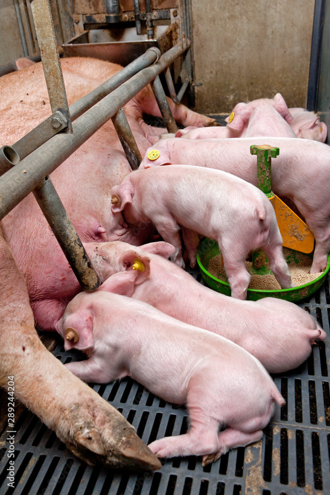 Lactation. Piglets nursing. Pigs at stable. Pigbreeding. Farming Netherlands Lactation. Piglets nursing. Pigs at stable. Pigbreeding. Farming Netherlands