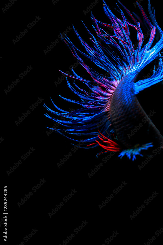 Colourful Betta fish,Siamese fighting fish in movement isolated on black background. Capture the moving moment of colourful siamese fighting fish isolated on black background