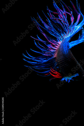 Colourful Betta fish,Siamese fighting fish in movement isolated on black background. Capture the moving moment of colourful siamese fighting fish isolated on black background