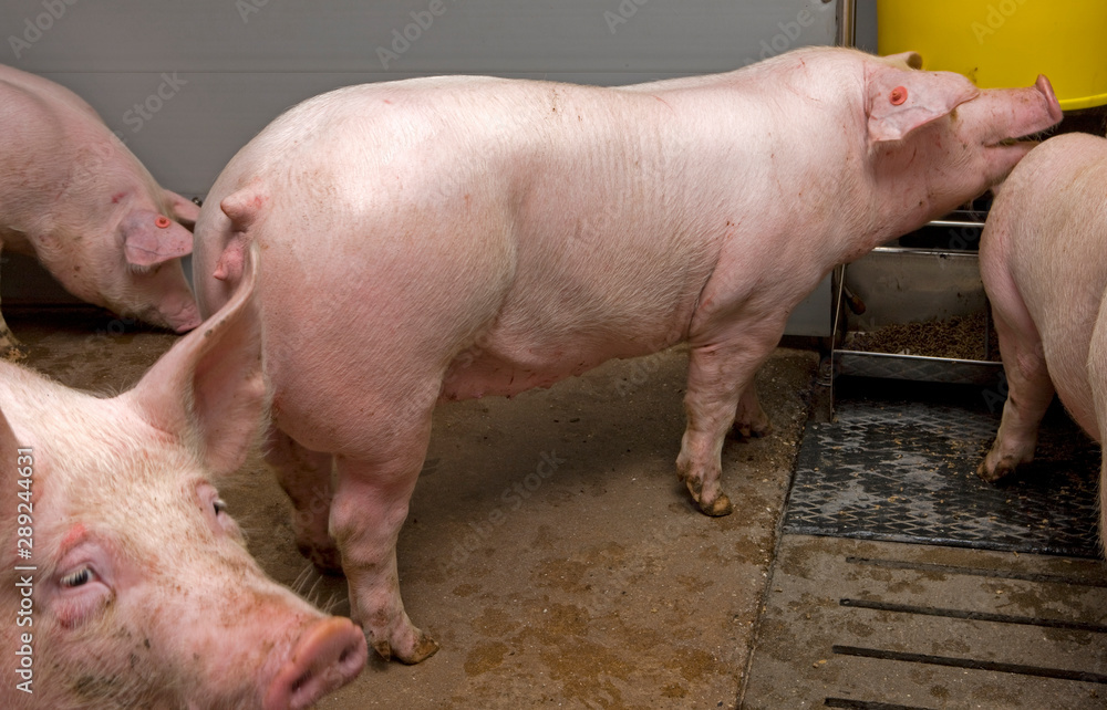 Pigs at modern stable. Pigbreeding. Farming Netherlands Pigs at modern stable. Pigbreeding. Farming Netherlands