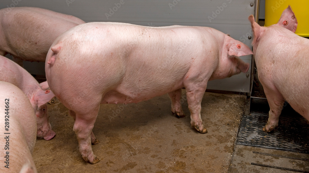 Pigs at stable. Pigbreeding. Farming Netherlands Pigs at stable. Pigbreeding. Farming Netherlands