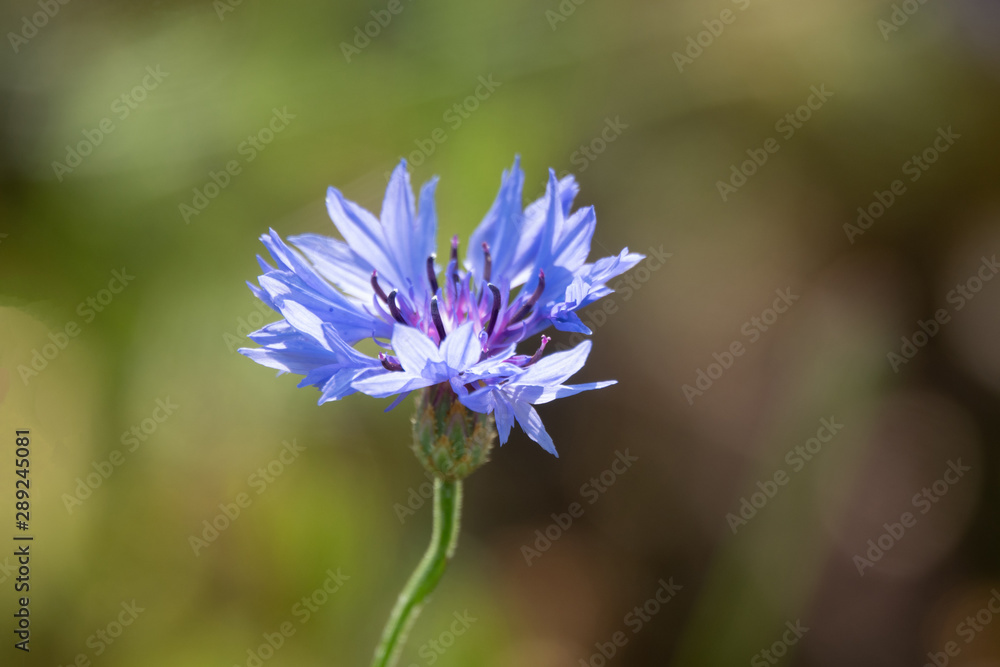 Blue Cornflower Herb or bachelor button flower in garden Blue Cornflower Herb or bachelor button flower in garden