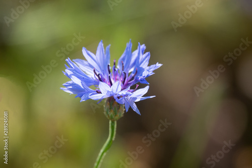 Blue Cornflower Herb or bachelor button flower in garden