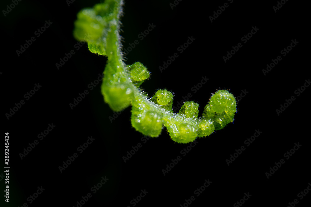 Fototapeta premium fern on soil and tree in forest