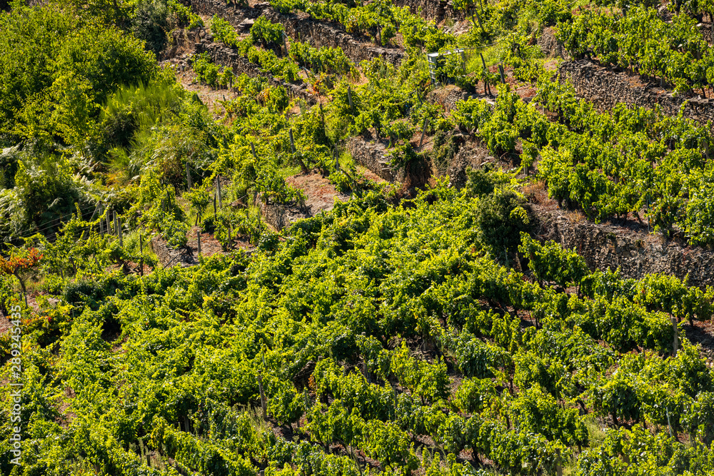 Vineyards in espalier on the slopes of a hill in Ribera Sacra, Ourense, Galicia.