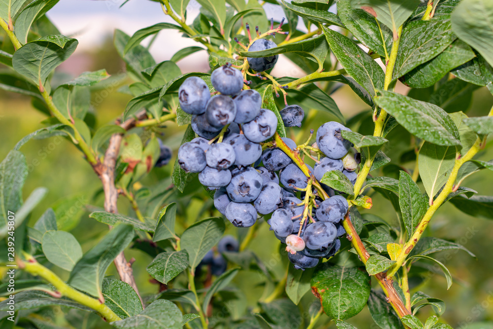 ripe blueberry close-up in a hand in the sun. The concept of growing blueberries in an industrial garden ripe blueberry close-up in a hand in the sun. The concept of growing blueberries in an industrial garden