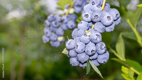 ripe blueberry close-up in a hand in the sun. The concept of growing blueberries in an industrial garden photo