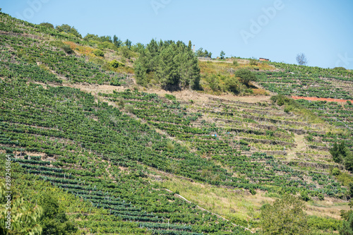 Vineyards in espalier on the slopes of a hill in Ribera Sacra, Castro Caldelas, Ourense, Galicia.