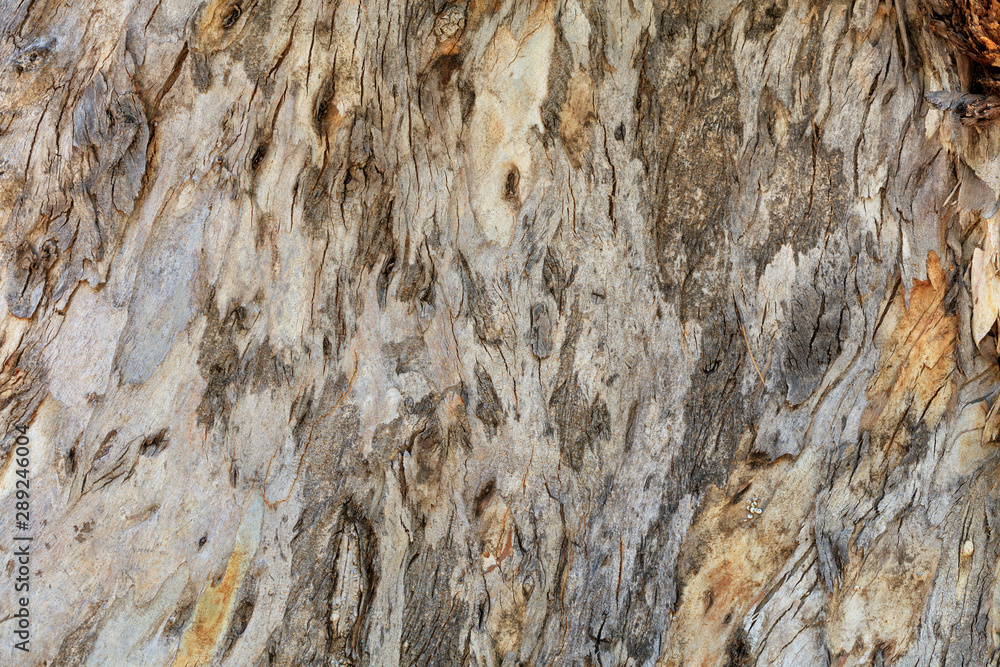 Unusual old and cracked brown eucalyptus bark texture. Unusual old and cracked brown eucalyptus bark texture.