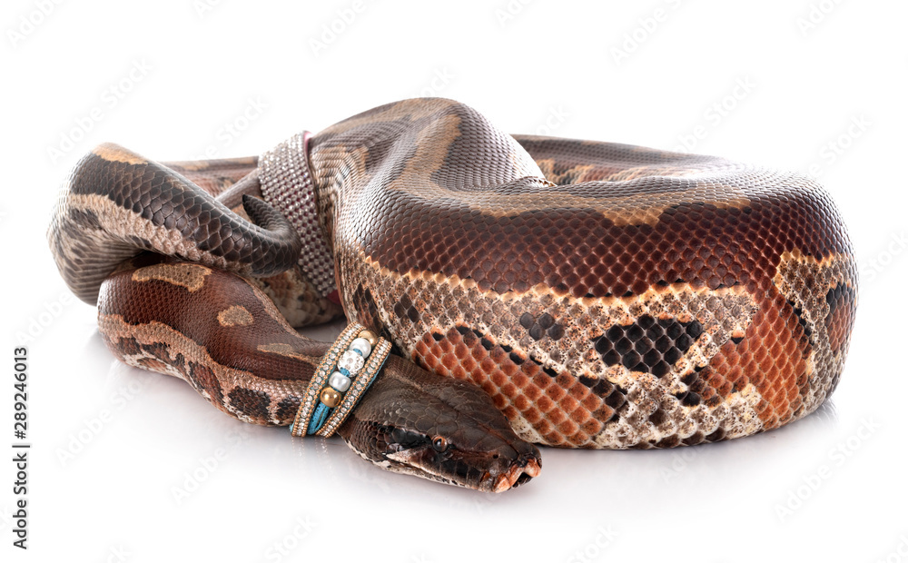 Obraz premium Python brongersmai in studio