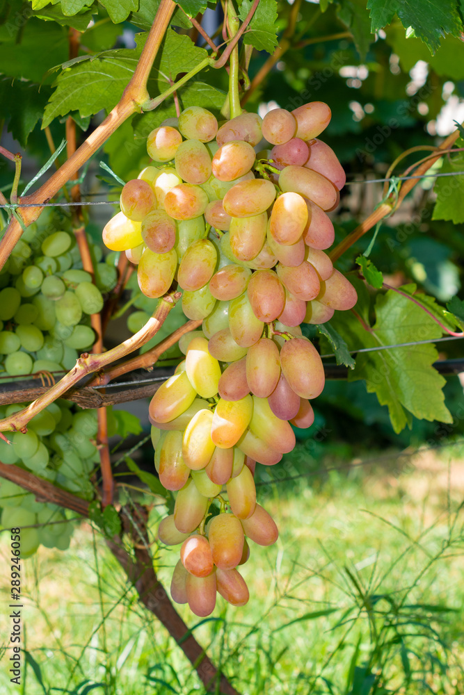 bunch of pink grapes on the vine and green leaves close-up. Industrial Grape Garden bunch of pink grapes on the vine and green leaves close-up. Industrial Grape Garden