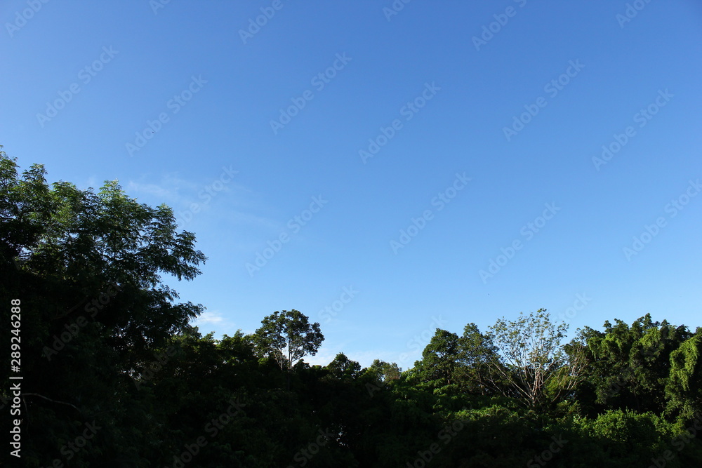 Obraz premium tree nature and blue sky