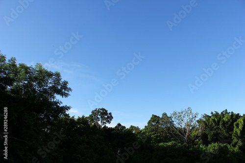 tree nature and blue sky