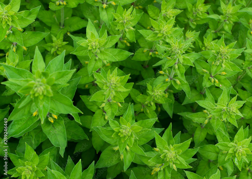 Green lush leaf background, natural leaves plant pattern or textur Green lush leaf background, natural leaves plant pattern or textur