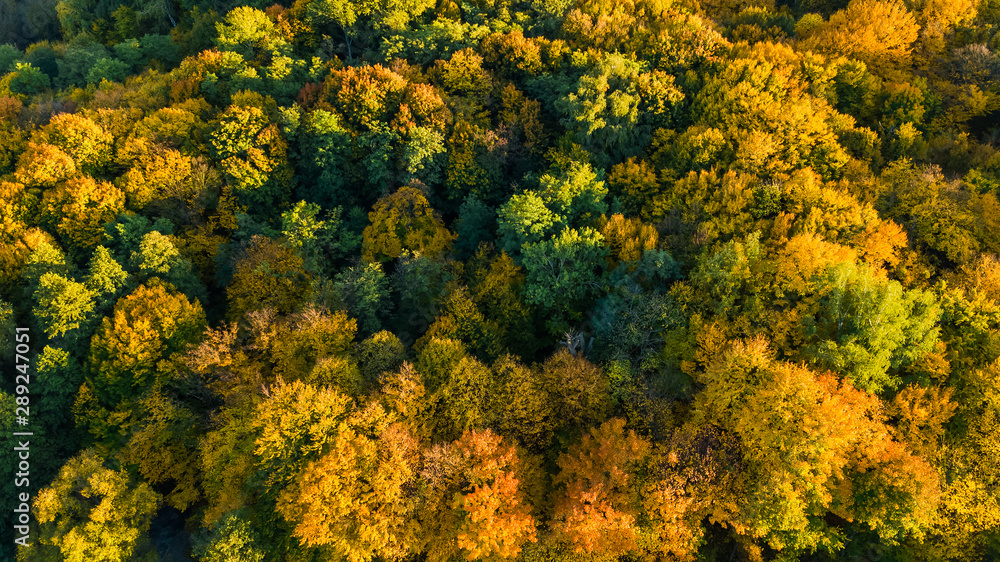 Golden autumn background, aerial drone view of beautiful forest landscape with yellow trees from above