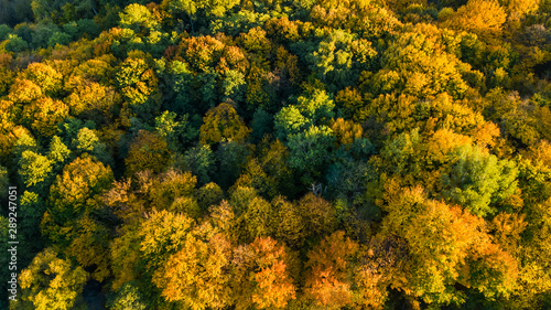 Fototapeta Naklejka Na Ścianę i Meble -  Golden autumn background, aerial drone view of beautiful forest landscape with yellow trees from above