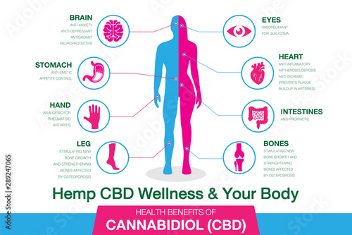 Hemp CBD Wellness and your body. Health benefits of Cannabidiol CBD from cannabis, hemp, marijuana effect on body. vector infographic on white background.