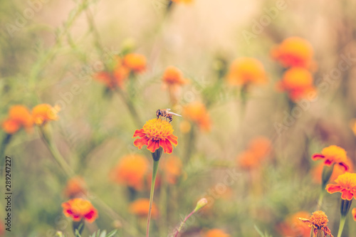 Fototapeta Naklejka Na Ścianę i Meble -  Bee on a marigold autumn background