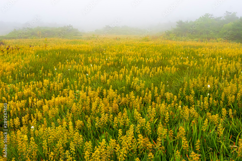 Obraz premium 御田ノ神園地のキンコウカ