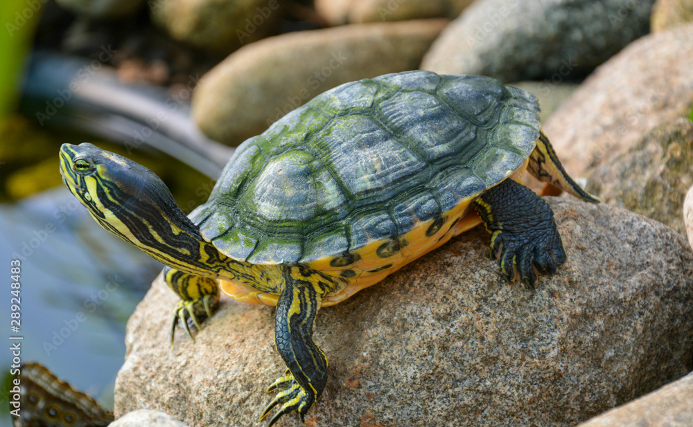 Small turtle with black and yellow stripes standing on the stone close up Small turtle with black and yellow stripes standing on the stone close up