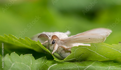 silkworm on the leaf of a plant 