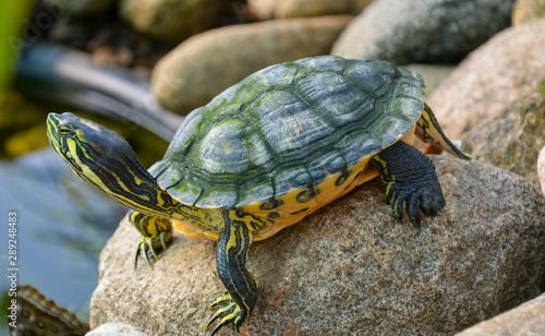 Small turtle with black and yellow stripes standing on the stone close up