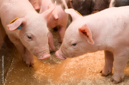 Piglets. Pigs at stable. Pigbreeding. Farming Netherlands © A