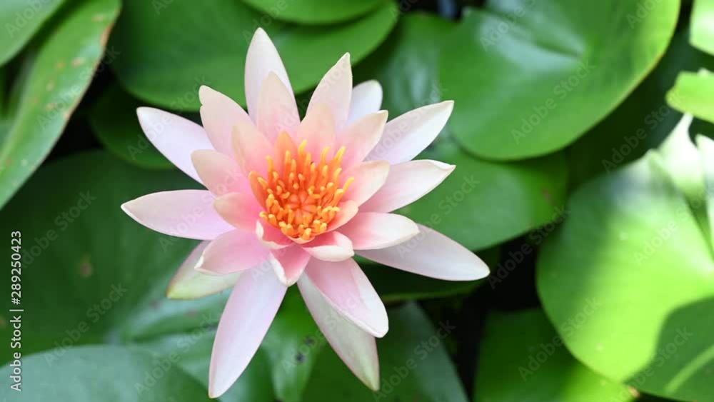 4K Beautiful Pink Lotus flower with Lotus leaf in pond,Nature concept. 4K Beautiful Pink Lotus flower with Lotus leaf in pond,Nature concept.